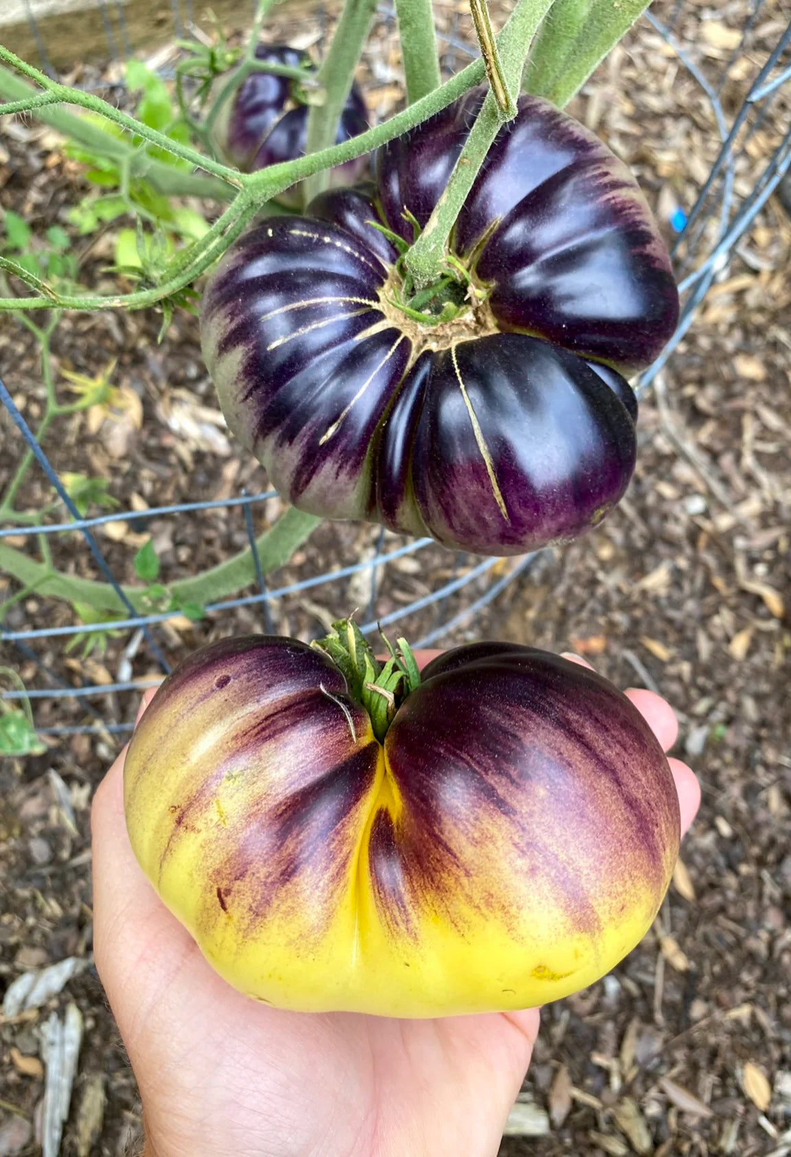 Sart Rolaise Tomato – Heirloom Vegetable Garden Seeds
