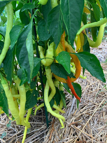 Corbaci Pepper – Long Heirloom Vegetable Garden Seeds
