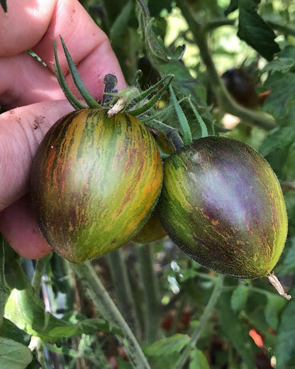 Garden Olive Grape Tomato – Heirloom Vegetable Garden Seeds