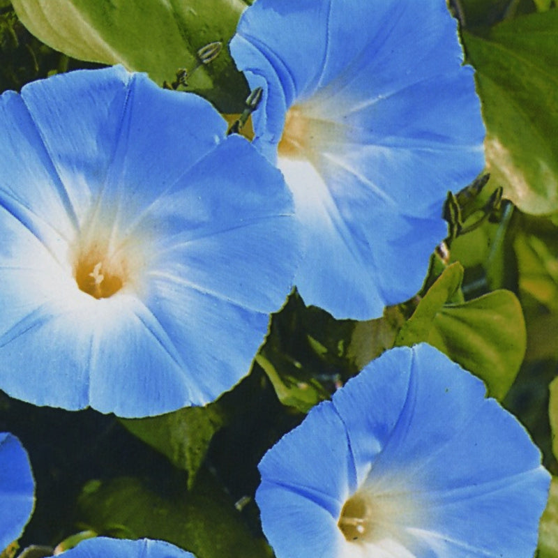Violet Hige Ipomoea – Garden Flower Seeds