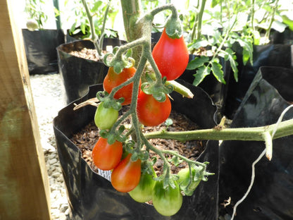 Trina's de Cabo Pear Tomato – Heirloom Vegetable Garden Seeds