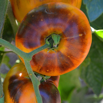 Lucid Gem Tomato + – Vegetable Seeds