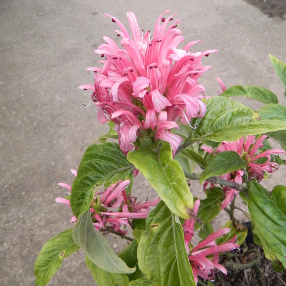 Pachystachys Pink Lutea Flower Seeds – Heirloom, Non-GMO, Ornamental Tropical Variety
