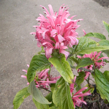 Pachystachys Pink Lutea Flower Seeds – Heirloom, Non-GMO, Ornamental Tropical Variety