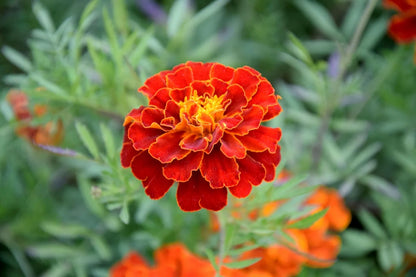 French Marigold Tagetes Patula – Garden Flower Herb Seeds