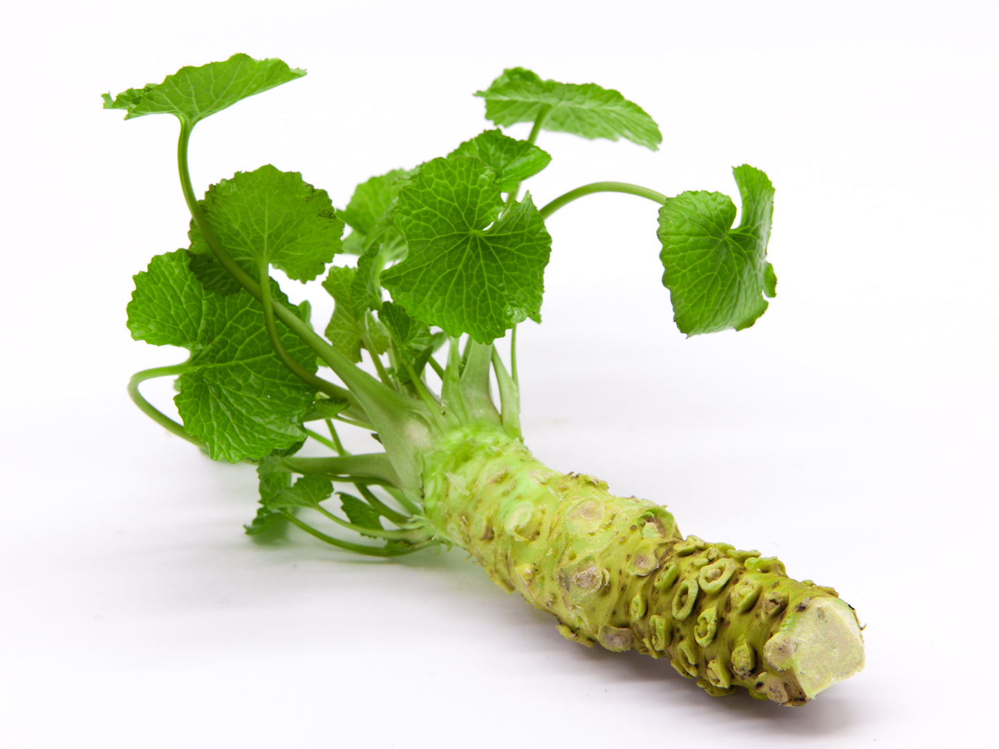 Wasabi Vegetable Seeds Wasabia Japonica - Authentic Japanese Horseradish Rare Spicy Green