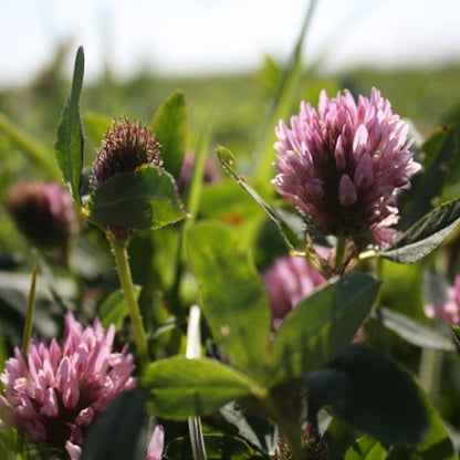 Red Clover Trifolium Pratense – Cover Crop Herb Seeds