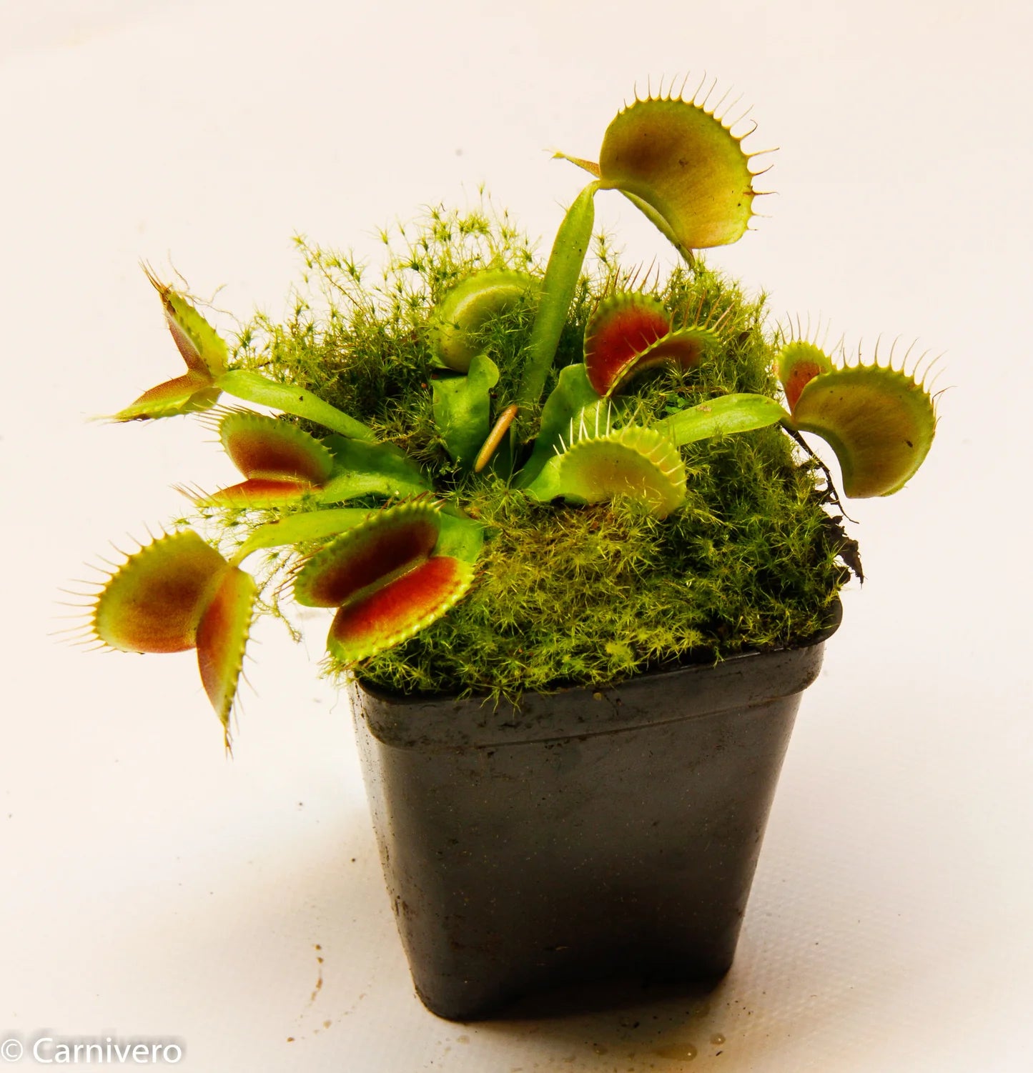 Venus Flytrap ‘King Henry’ Seeds – Carnivorous Plant Variety for Growing
