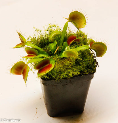 Venus Flytrap ‘King Henry’ Seeds – Carnivorous Plant Variety for Growing