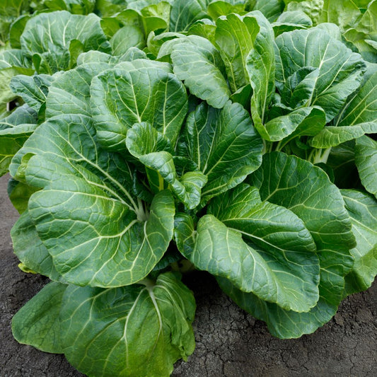 Feng Qing Choi – Garden Vegetable Seeds