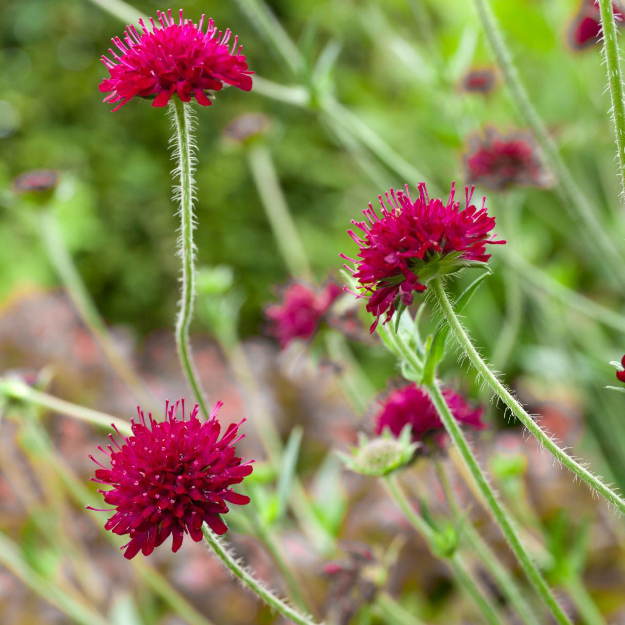 Knautia macedonica Seeds – Rich Wine-Red Blooms for Gardens