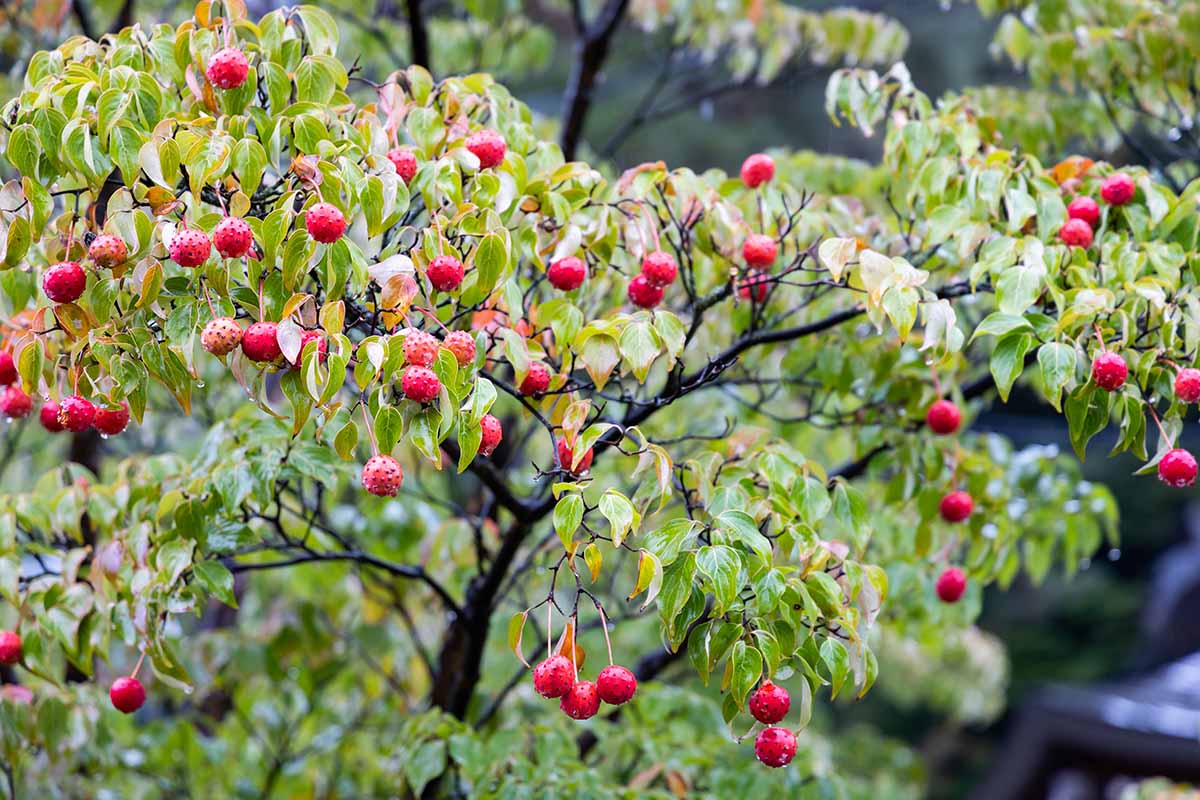 Korean Kousa Dogwood Cornus Kousa – Ornamental Tree Seeds