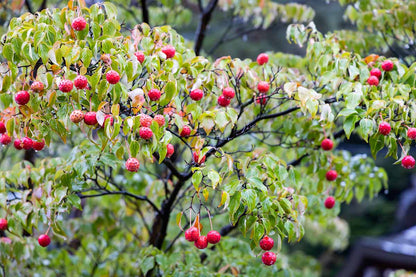 Korean Kousa Dogwood Cornus Kousa – Ornamental Tree Seeds