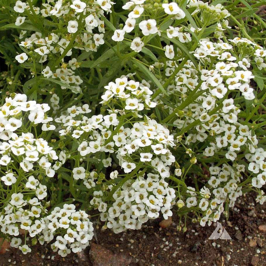 White Alyssum Perennial – Perennial Flower Seeds
