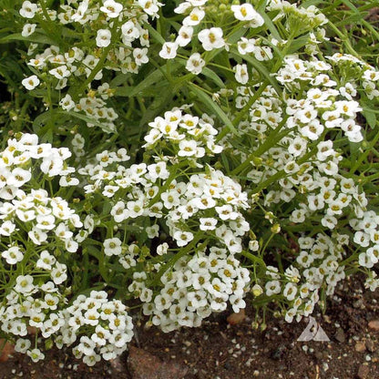 White Alyssum Perennial – Perennial Flower Seeds