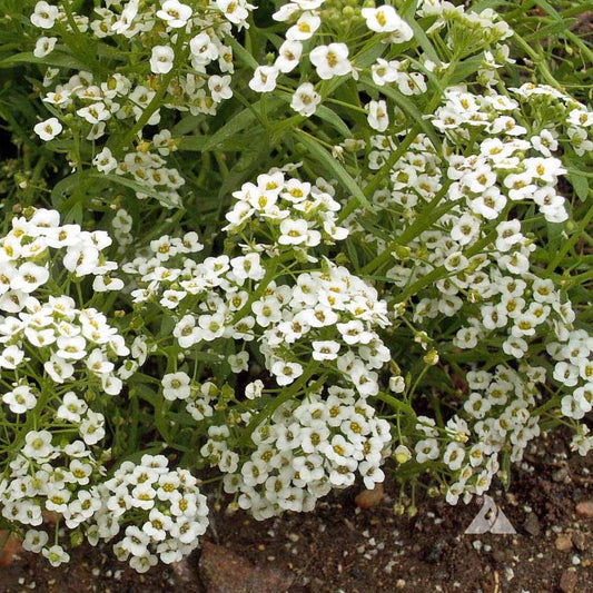 White Alyssum Perennial – Perennial Flower Seeds