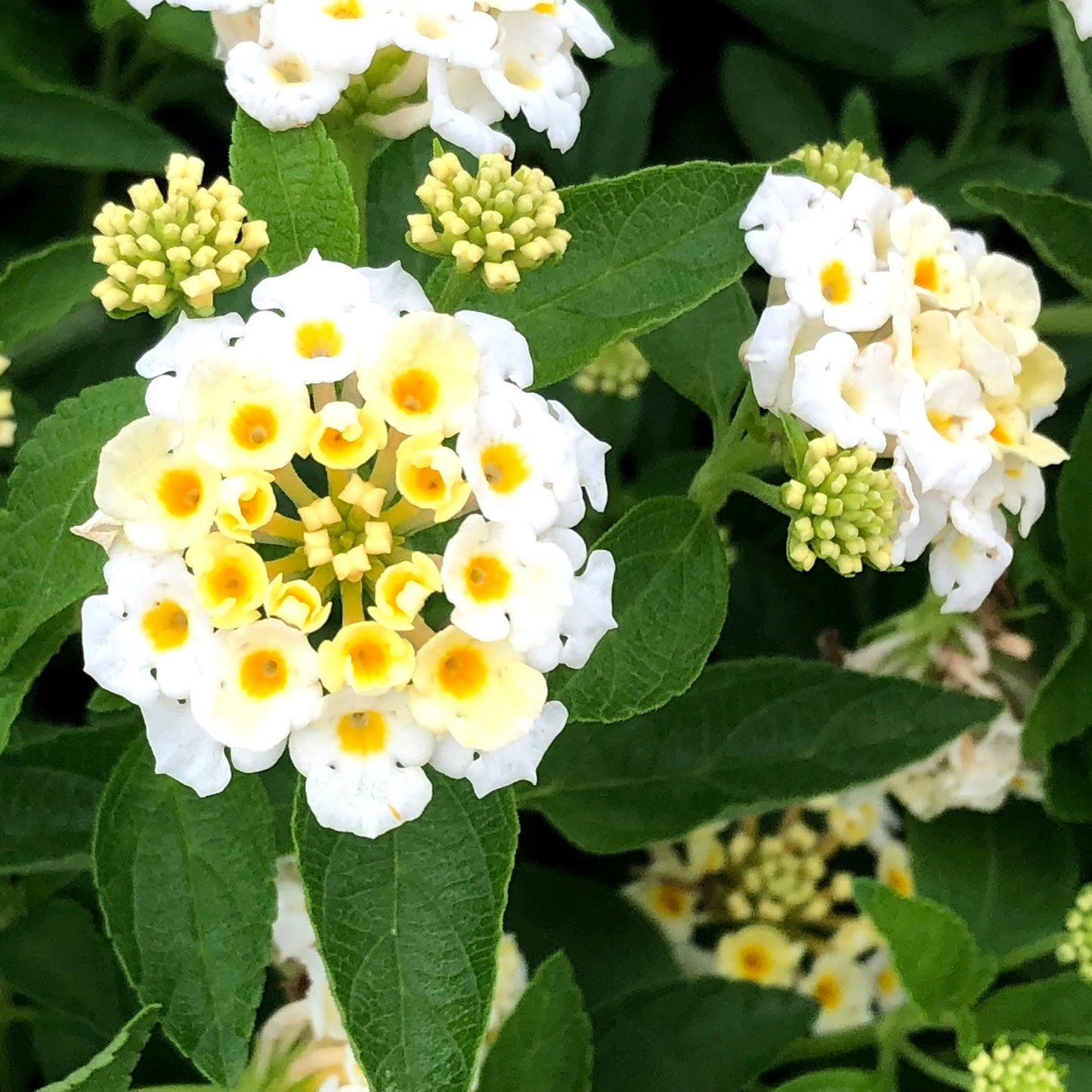Silver Mound Lantana Seeds Cream Blossoms with Yellow Centers