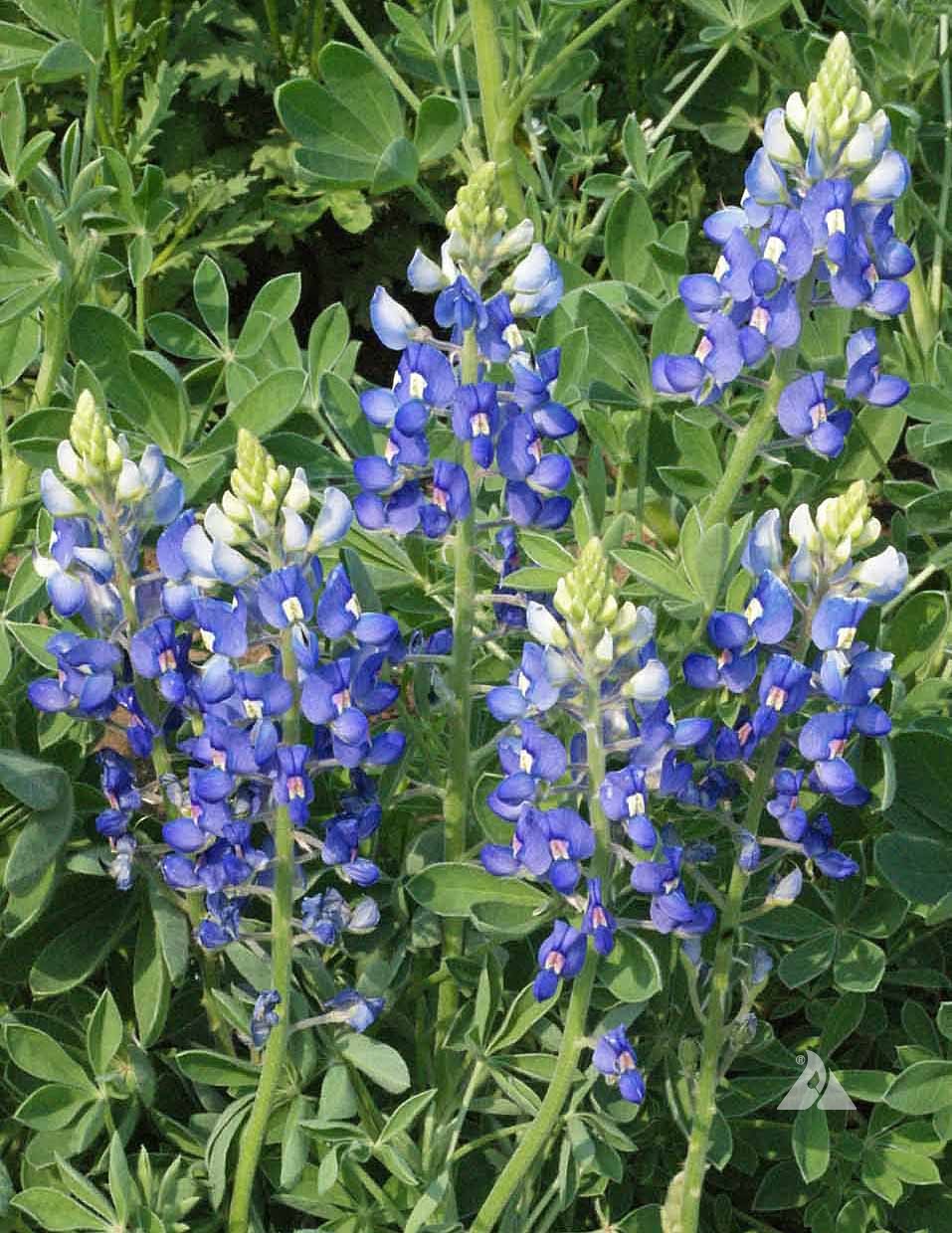 Texas Bluebonnet Lupinus Texensis – Garden Flower Seeds