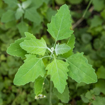 Lambs Quarters Chenopodium Album – Edible Herb Vegetable Seeds