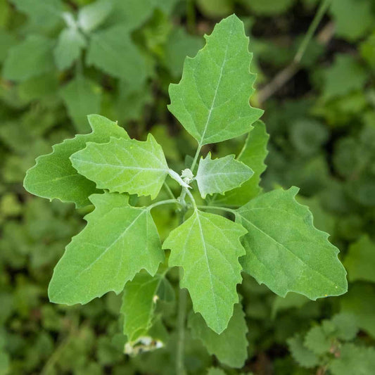 Lambs Quarters Chenopodium Album – Edible Herb Vegetable Seeds