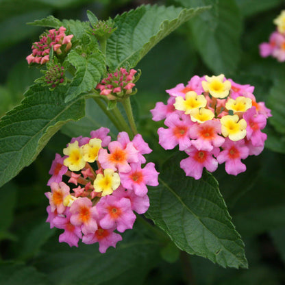 Pinkie Lantana Seeds Soft Pink & Cream Blooms Hardy Perennial for Pots & Butterfly Gardens