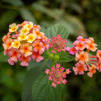 Pinkie Lantana Seeds Soft Pink & Cream Blooms Hardy Perennial for Pots & Butterfly Gardens