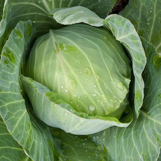 Late Flat Dutch – Garden Vegetable Seeds