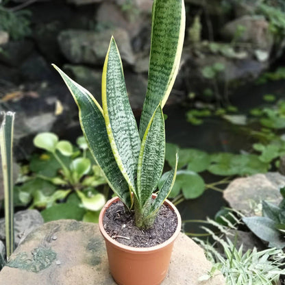 Sansevieria Trifasciata Seeds Snake Plant Air Purifying & Low Maintenance Indoor Plant