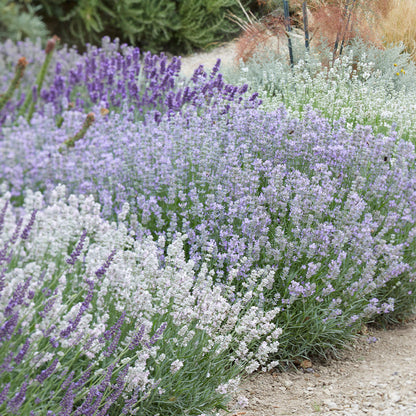 Lavender Gray Japanese – Garden Herb Seeds