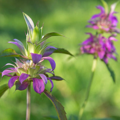 Lemon Mint Bee Balm Monarda Citriodora – Garden Wildflower Seeds