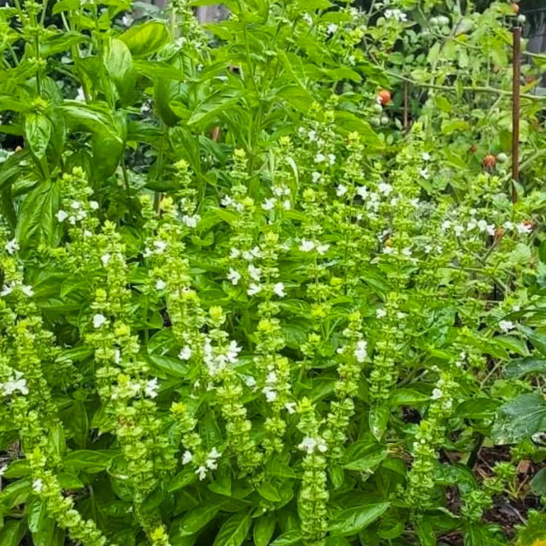 Basil Lemon Ocimum Basilicum – Herb Garden Seeds