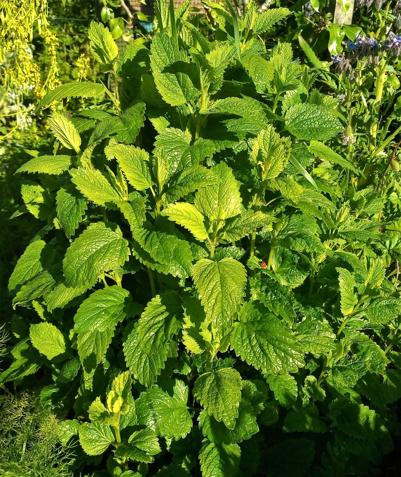 Citronella Lemon Balm – Perennial Herb Seeds