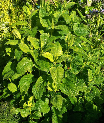 Citronella Lemon Balm – Perennial Herb Seeds