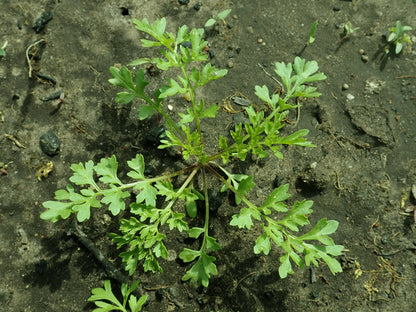 Cress Curled Peppergrass Lepidium Sativum – Fast-Growing Garden Herb Seeds