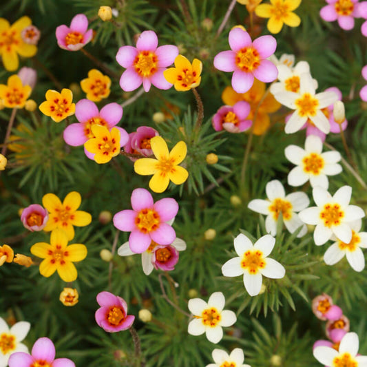 Leptosiphon Leptosiphon Hybrid – French Hybrid Mixed Color Flower Seeds