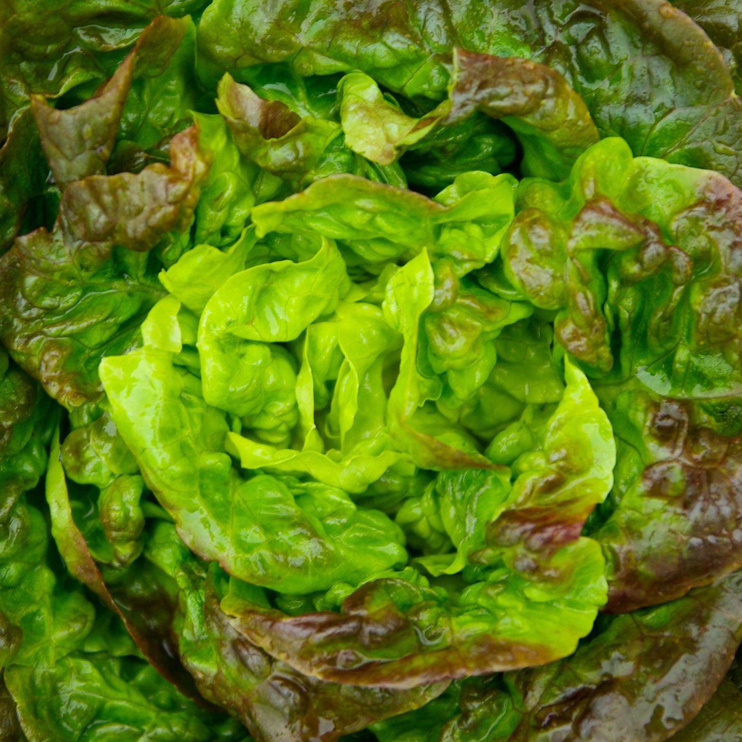 Lettuce Looseleaf Green Ice Lactuca Sativa – Vegetable Garden Seeds