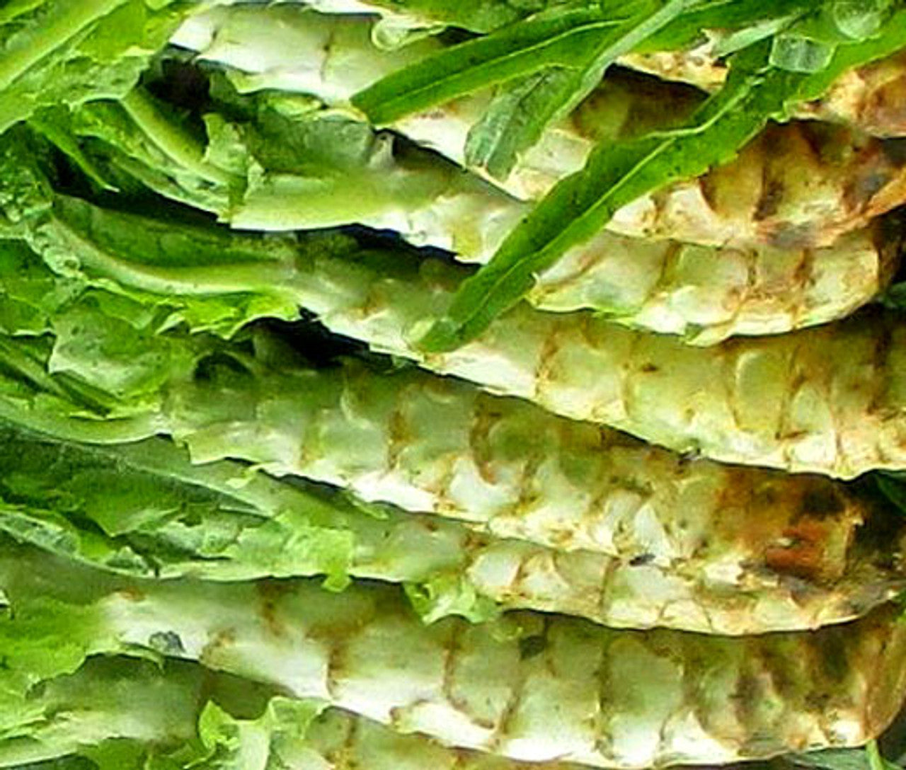 Lettuce Looseleaf Celtuce Lactuca Sativa – Vegetable Garden Seeds