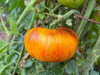Lucid Gem Tomato + – Vegetable Seeds