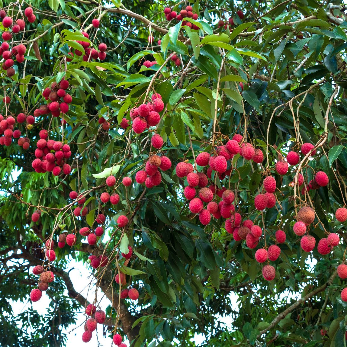 Litchi Chinensis Fragrant Lychee Fruit Tree Seeds