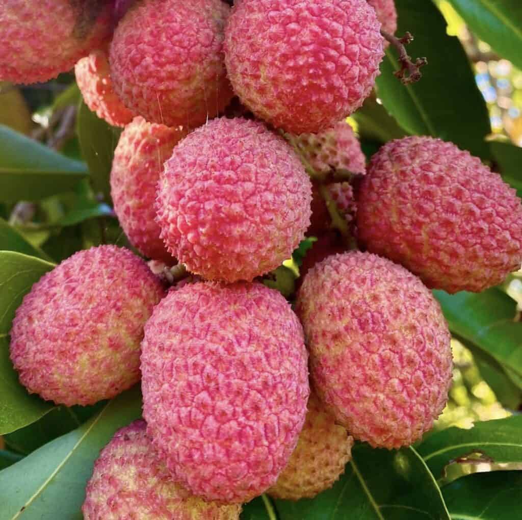 Hak Ip Lychee Seeds – Heirloom, Non-GMO, Premium Tropical Fruit Variety for Planting