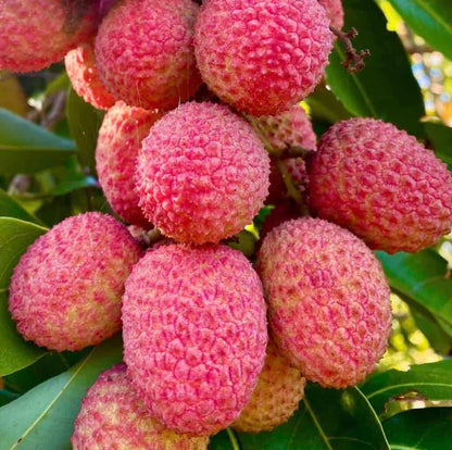Hak Ip Lychee Seeds – Heirloom, Non-GMO, Premium Tropical Fruit Variety for Planting