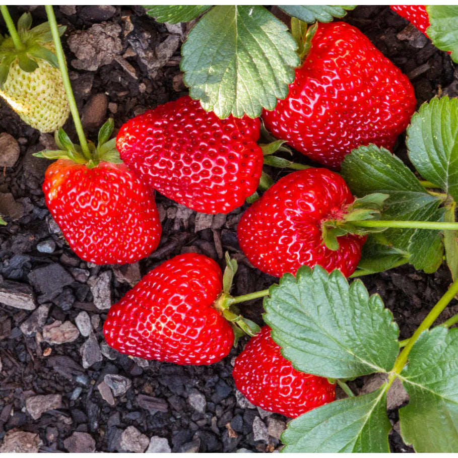 Chandler Strawberry Seeds – Heirloom, Non-GMO, High-Yield Garden Variety