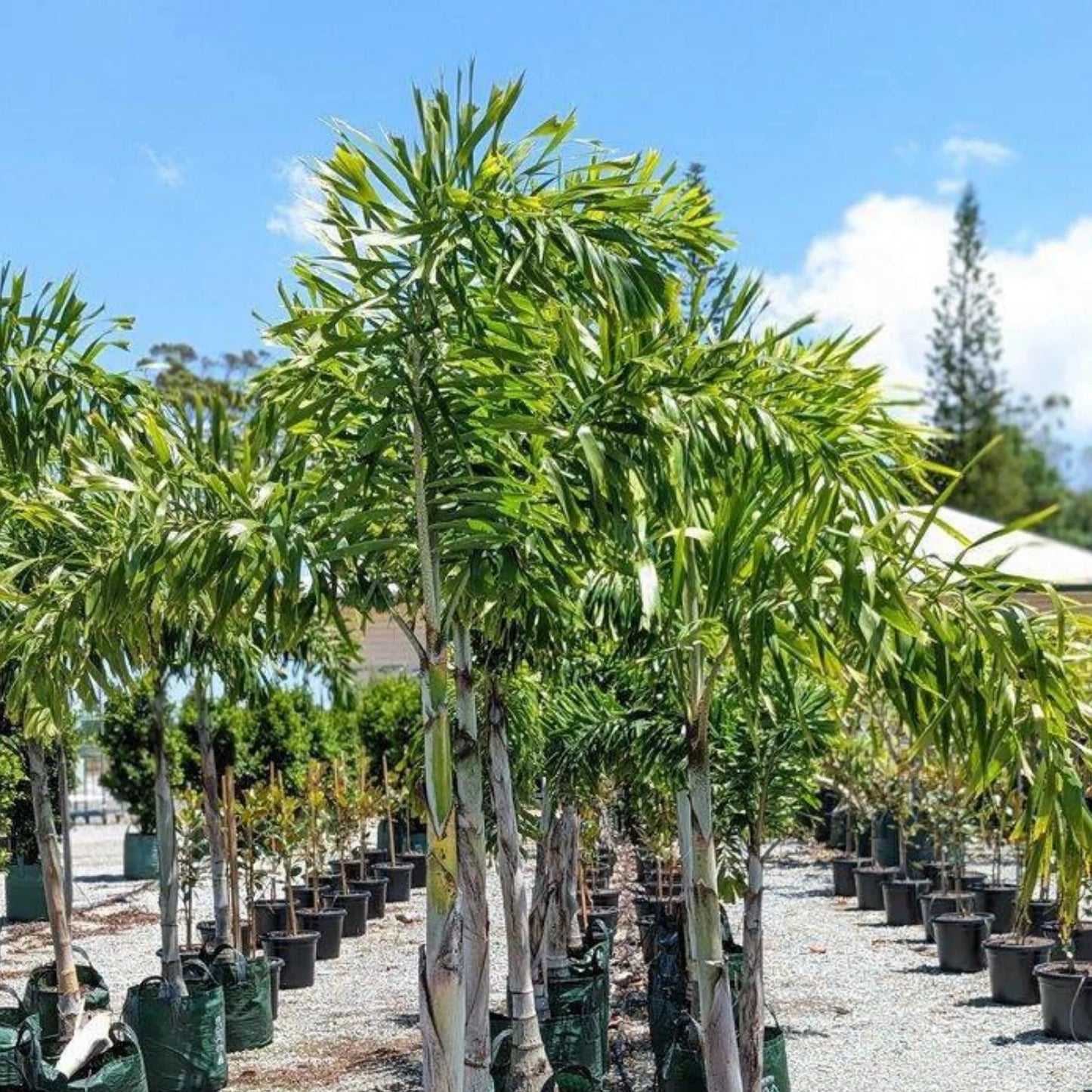 Foxtail Palm Wodyetia Bifurcata – Ornamental Tropical Tree Seeds