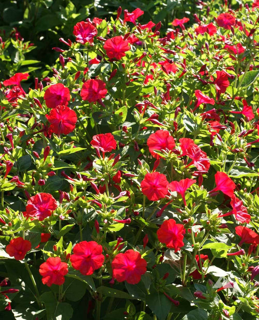 Red Four O'Clock Mirabilis Jalapa – Colorful Wildflower Garden Seeds