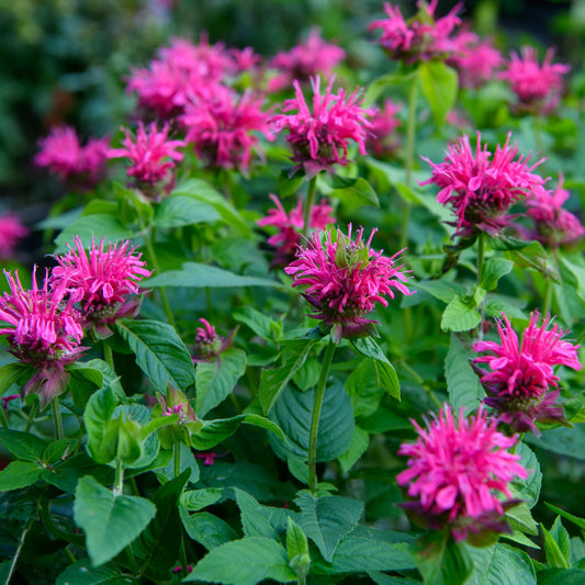 Bee Balm Monarda Didyma – Colorful Perennial Flower Seeds