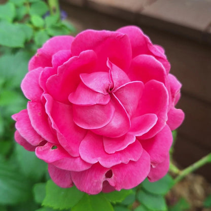Rosa ‘Mme. Isaac Pereire’ Deep Magenta Garden Rose Plant