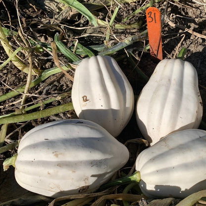 Mashed Potato Squash – Vegetable Seeds