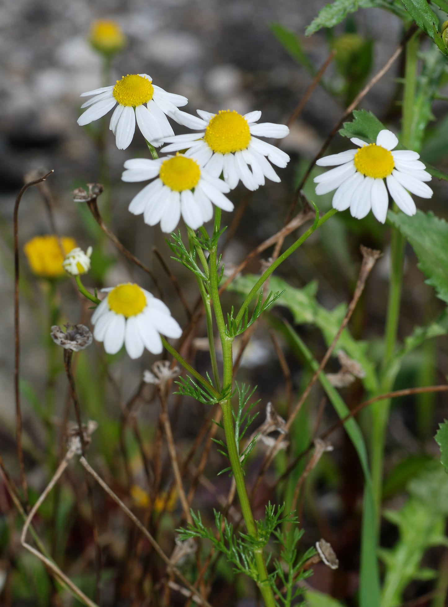 German Chamomile Matricaria – Apple Scented Flowering Herb Seeds