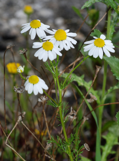 German Chamomile Matricaria – Apple Scented Flowering Herb Seeds