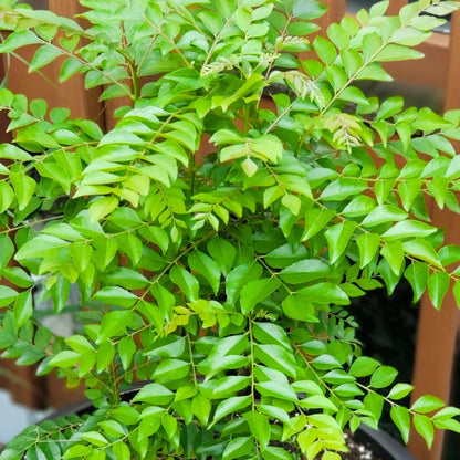 Black-Stem Curry Leaf Plant Seeds – Distinct Dark Stems & Aromatic Foliage for Home Gardens